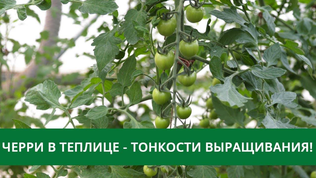 Пасынкование томатов в теплице: схема, формирование куста, время, особенности, фото