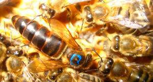 Пчелы бакфаст: описание, характеристика и особенности содержания породы