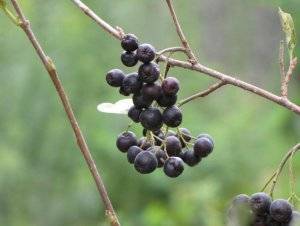 Размножение черноплодной рябины