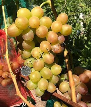 Виноград ливия: описание сорта, фото, посадка и уход, отзывы