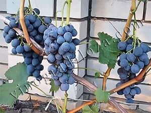 Виноград сфинкс: описание, фото и отзывы