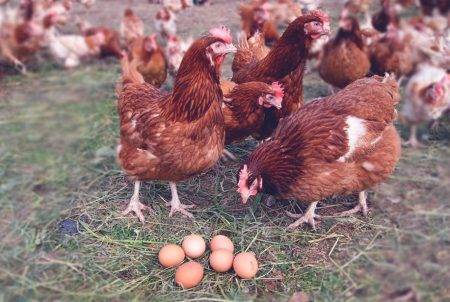 Куры, несущие голубые и зеленые яйца (30 фото): описание пород, которые несут разноцветные яйца