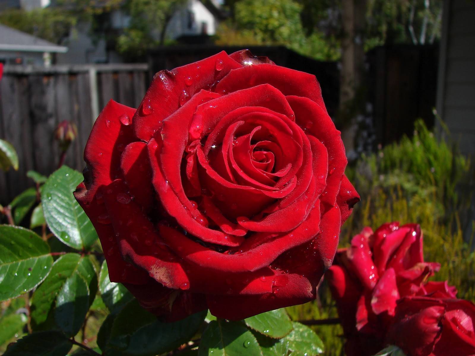 Канадские розы: описание лучших сортов с фото и правила ухода