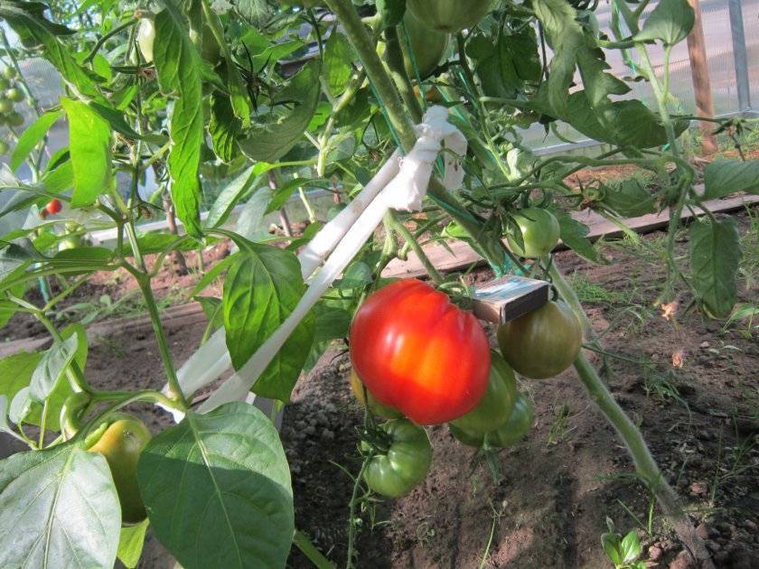 Мясистый, вкусный и очень ароматный томат «данко»: получаем богатый стабильный урожай