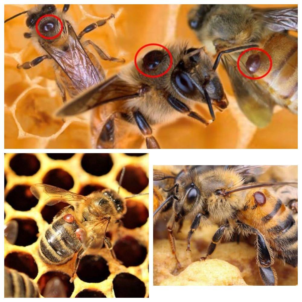 Применение препарата маврик для лечения варроатоза пчел