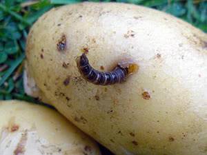 Как вывести проволочника с картофельного поля