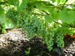 Виноград краса севера: описание, уход