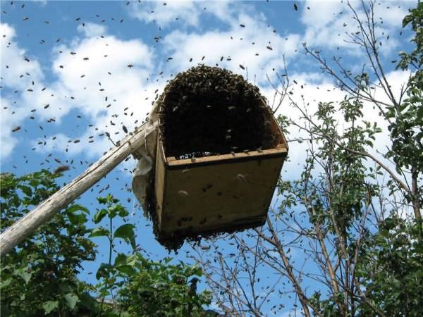 Правила применения апироя и отзывы пчеловодов об этом препарате