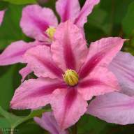 Бело-розовый клематис андромеда (andromeda) - описание сорта, фото, отзывы