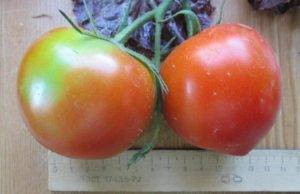Правила выращивания крупноплодных томатов снежный барс — описание сорта и характеристики, отзывы об урожайности