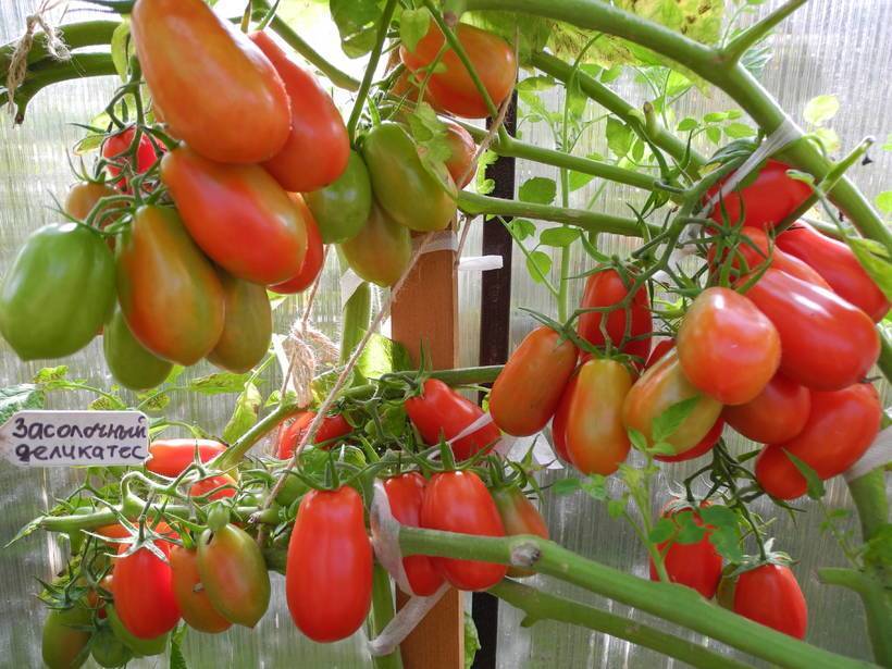 30 лучших сортов томатов для засолки и консервирования
