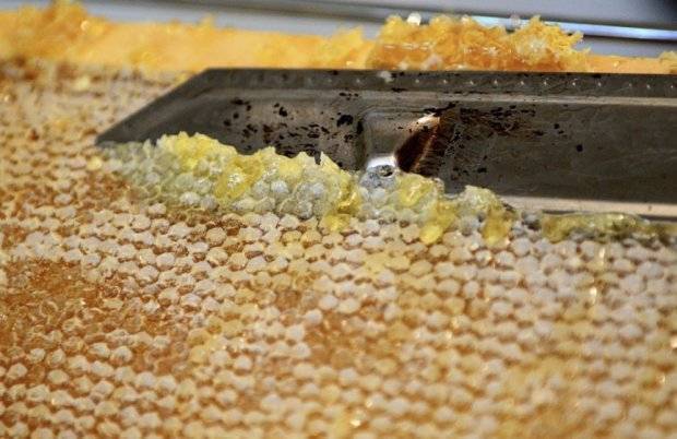 Перга пчелиная, полезные свойства, как принимать
