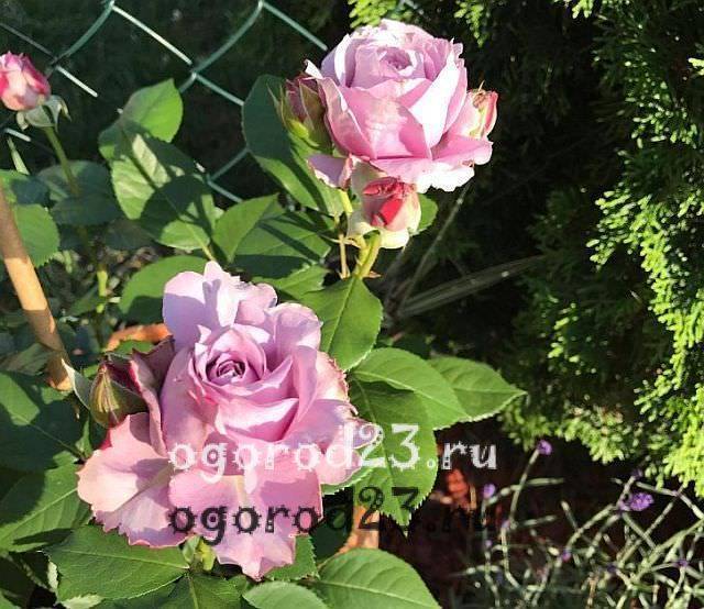 Роза голден дримс посадка и уход