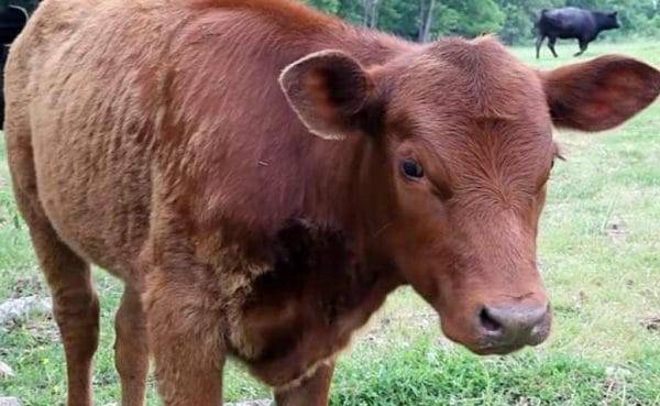 Особенности кормления бычков на мясо