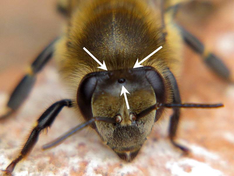 Как выглядит пчела