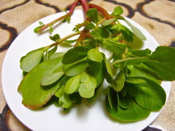 Портулак огородный – популярное пищевое растение с лечебными свойствами