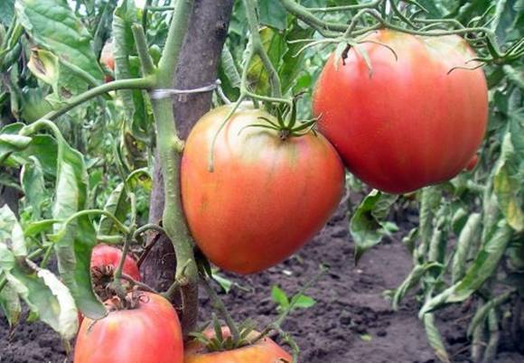 Сорт томата «король сибири»: фото, видео, отзывы, описание, характеристика, урожайность