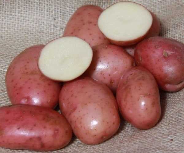 Описание и характеристика сорта картофеля леди клер