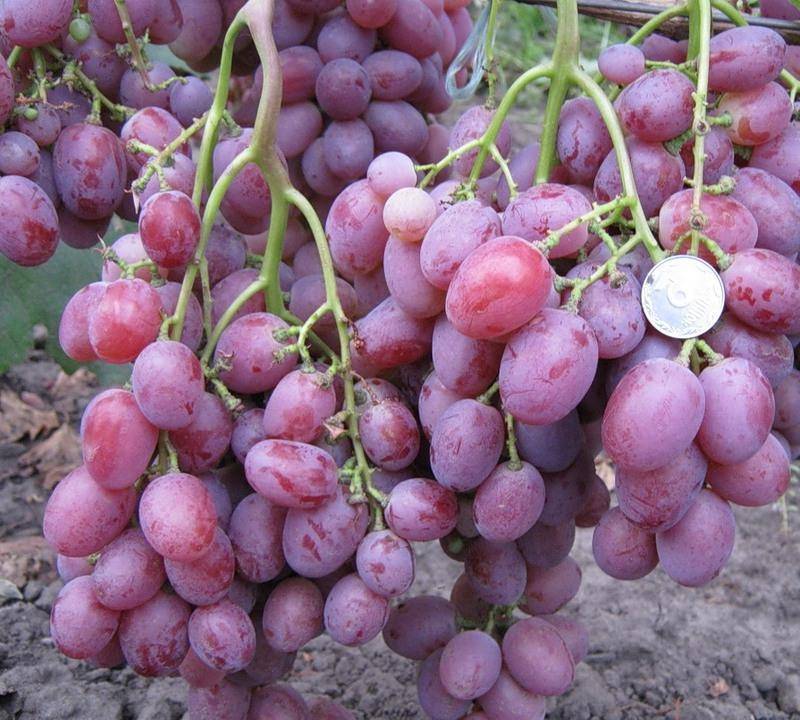 Описание и характеристика винограда сорта анюта, посадка и уход