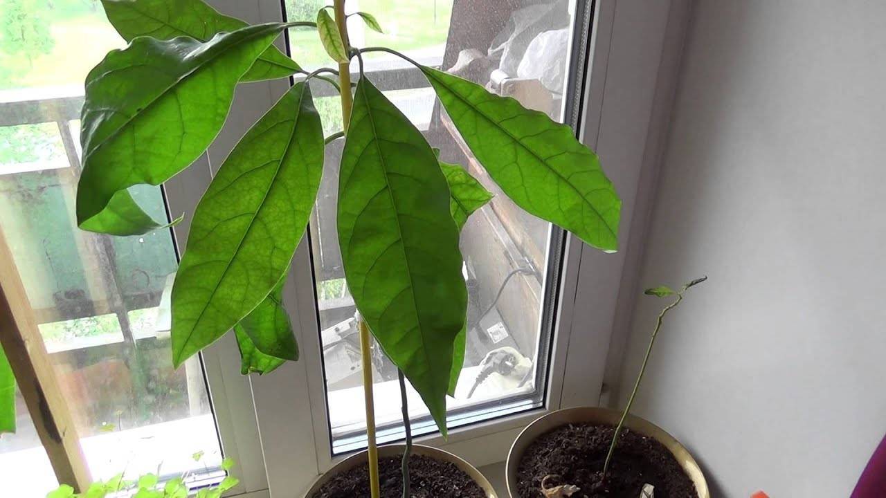 Почему у авокадо чернеют и сохнут листья. сохнут листья у авокадо. то, что требует внимания