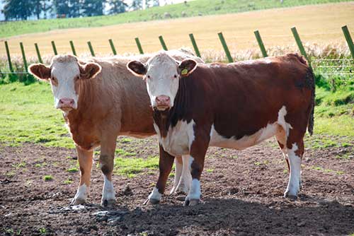Порода крс шароле – самые большие коровы в мире