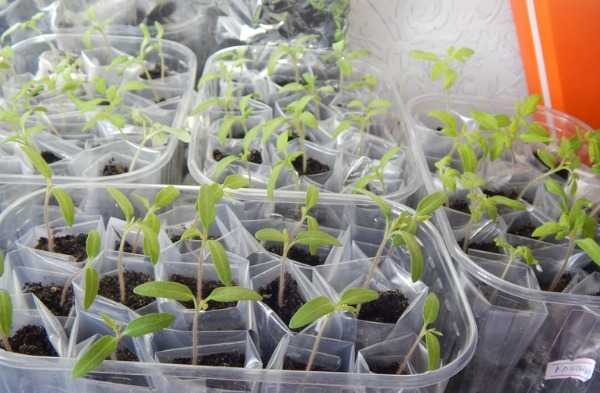 Выращивание рассады томатов и уход за ней в домашних условиях