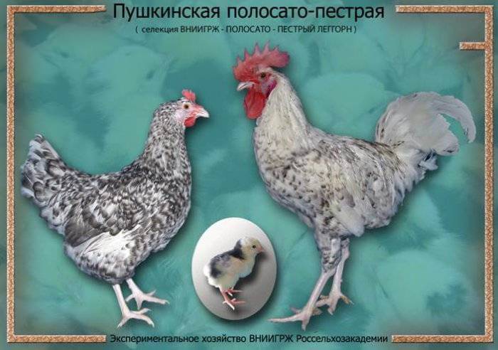 Пушкинская порода кур: описание и тонкости разведения