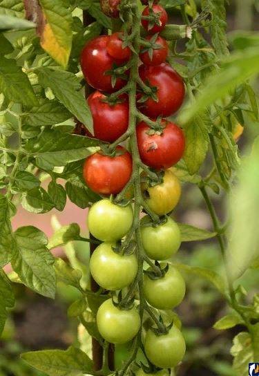 7 народных средств для подкормки томатов после пикировки