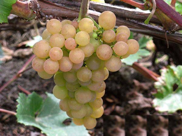Виноград кристалл: один из лучших технических сортов для приготовления белого вина
