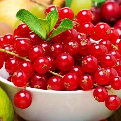 Красная смородина сахарная – преимущества и недостатки сорта