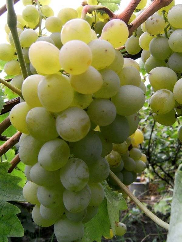 Виноградная лоза vitis фрумоаса албэ