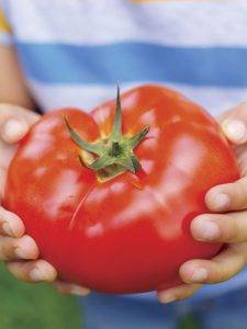 Сорт томата «чудо света»: описание, характеристика, посев на рассаду, подкормка, урожайность, фото, видео и самые распространенные болезни томатов