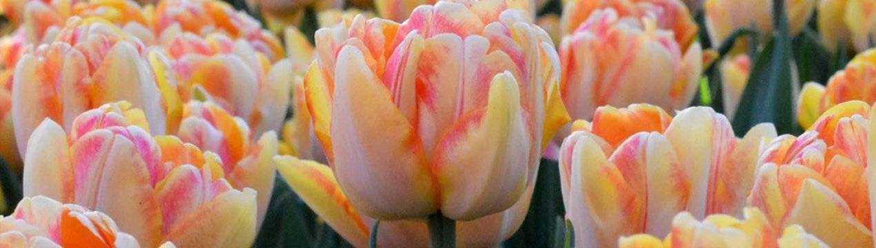 Махровые тюльпаны (46 фото): названия разновидностей тюльпанов красного и белого цвета, ранний сорт belicia и многоцветковый lilac perfection, поздние цветы «миранда»