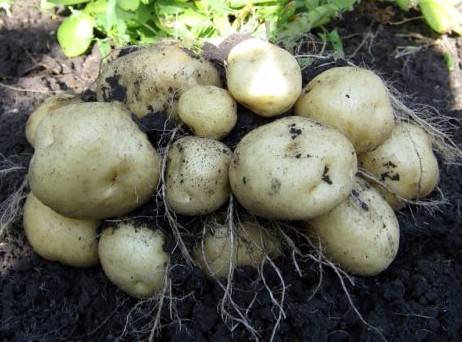 Основные характеристики сорта картофеля ласунок и особенности его выращивания