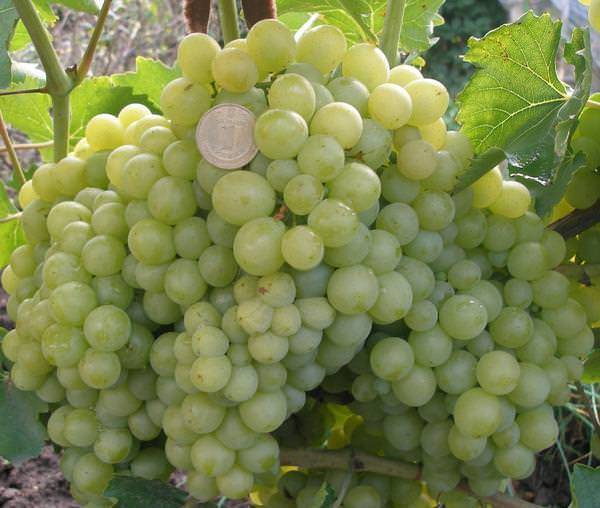 Сорт винограда "плевен": описание и характеристика, отзывы