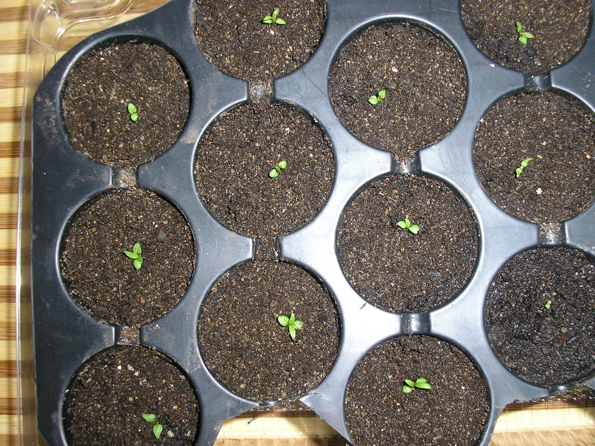 Правила выращивания голубики из семян в домашних условиях