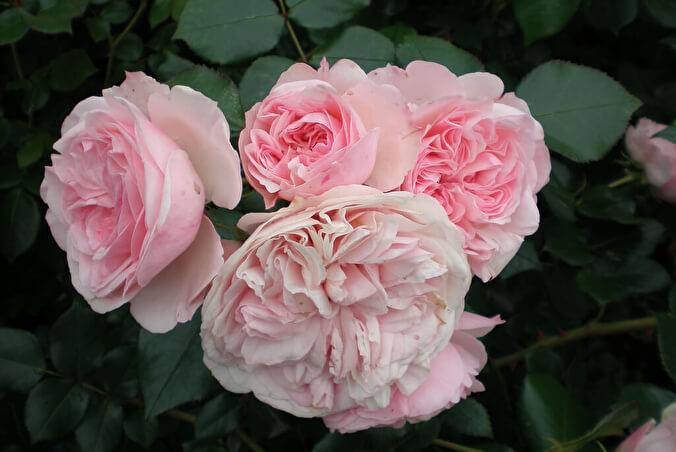 Роза мария-терезия: фото и описание. роза "мария терезия" парковая роза мария тереза посадка уход