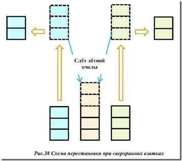 Расположение ульев на пасеке схема