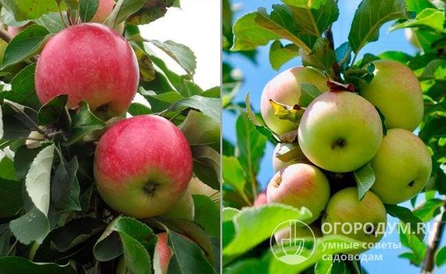Поздние сорта яблонь: названия, описание, характеристика, фото яблок, достоинства и недостатки