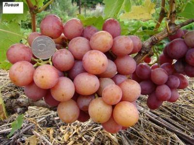 Сорт винограда «ливия»