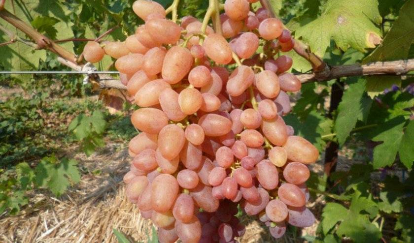Описание сорта винограда кишмиш миднайт бьюти: фото и отзывы | vinograd-loza