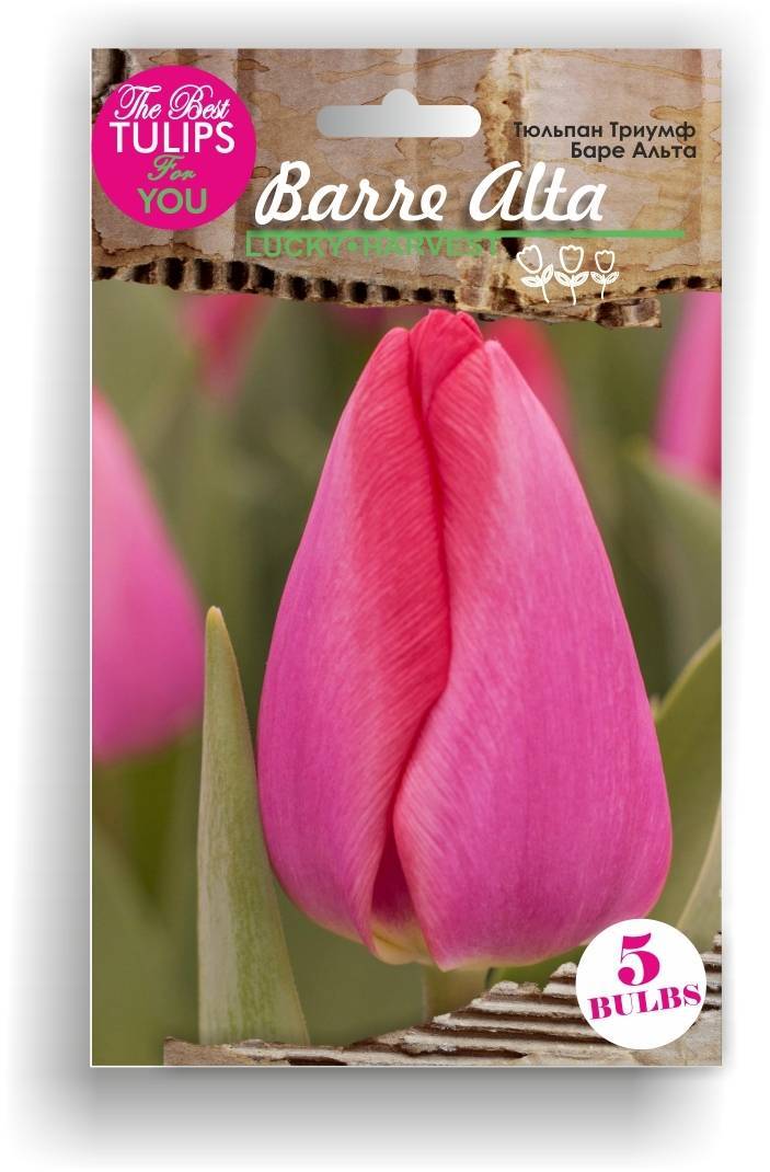 Barre alta тюльпан фото и описание