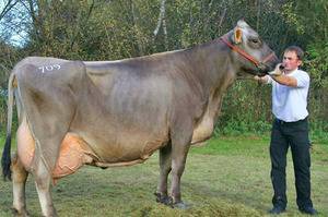 Костромская корова: преимущества и недостатки разведения