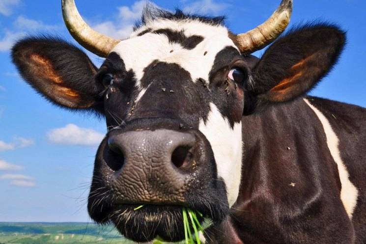 Мастит у коровы, также после отела: симптомы, и что делать в домашних условиях, как лечить препаратами и народными средствами скрытый и иные виды такого недуга?