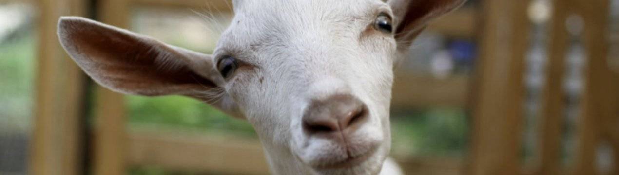 Породы коз молочных без запаха