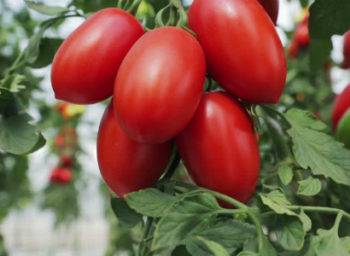Здоровье от природы  » архив сайта   » томат адамово яблоко