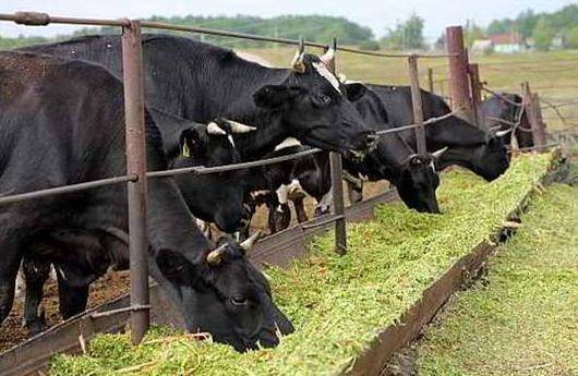 Беспривязное содержание крупнорогатого скота: преимущества и недостатки, правила обустройства территории