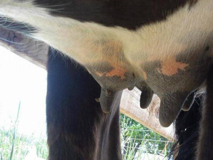 Как лечить абсцесс у коровы