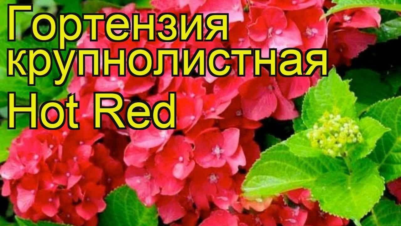 Гортензия крупнолистная хот ред фото и описание