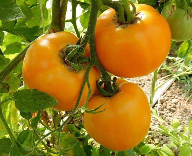 Достигаем максимального урожая с томатом вояж f1 — отзывы опытных фермеров о выращивании сорта